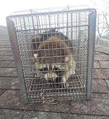 raccoon trapping Racine