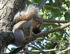 squirrels in attic Racine